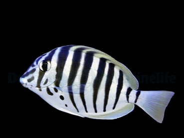 Acanthurus polyzona - Schwarzstreifen Doktorfisch